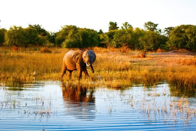 zimbabwe visa fees