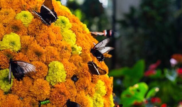 Butterfly Garden Dubai Entrance Ticket