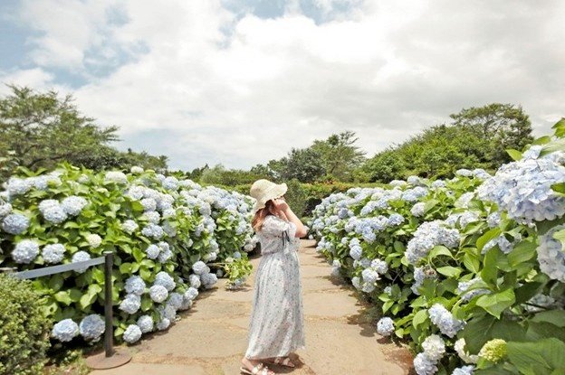 Camellia Hill – A Garden of Eternal Beauty