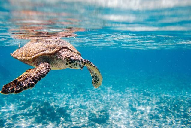Curieuse Island – Giant Tortoises and Red Earth